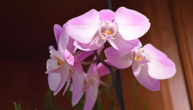 永远温柔 与世无仇的图片 永远温柔 与世无仇