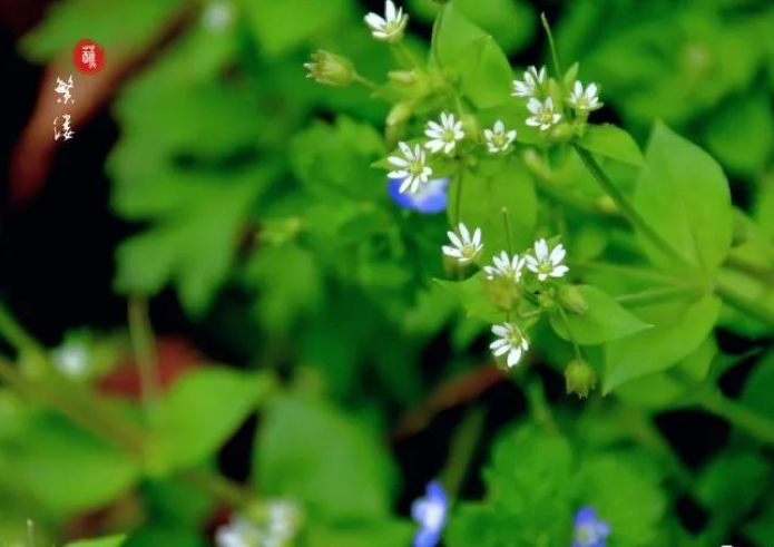 春天很短暂，人的一生何尝又不是短暂！