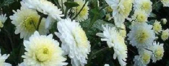 清明节忆爷爷的图片 清明节忆爷爷