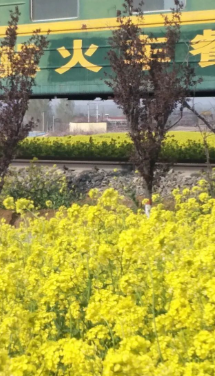 春来,看花!的图片 春来,看花!