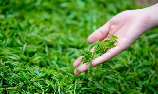 茶·茶人·茶文化