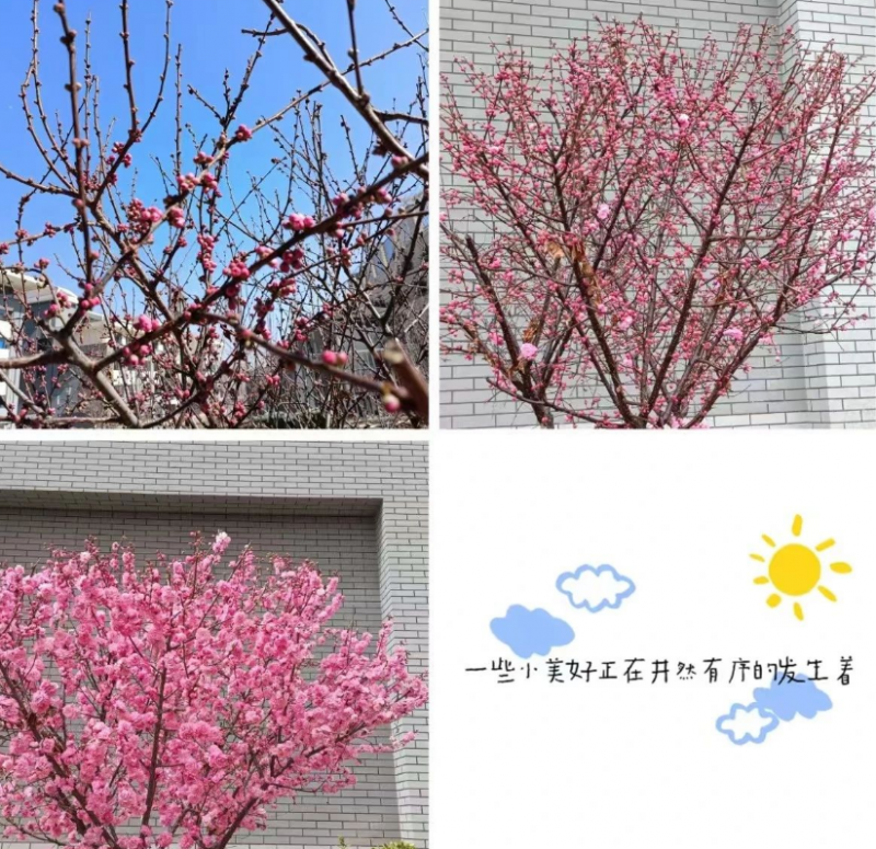 时光清浅，花儿缓缓