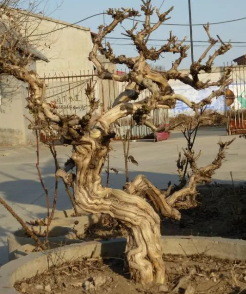 大寒新桃报春归的图片 大寒新桃报春归