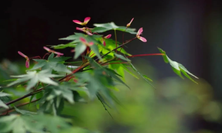 伤春-散文的图片 伤春-散文