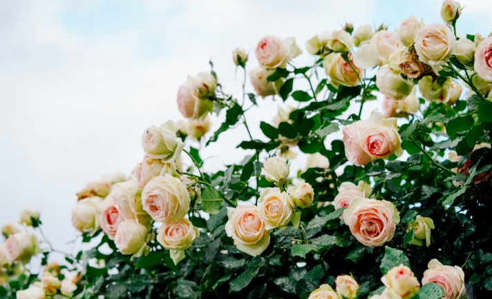 陌生人也在爱着你的图片 陌生人也在爱着你