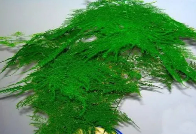 文竹黄了,这次是不是要打脸了?的图片 文竹黄了,这次是不是要打脸了?