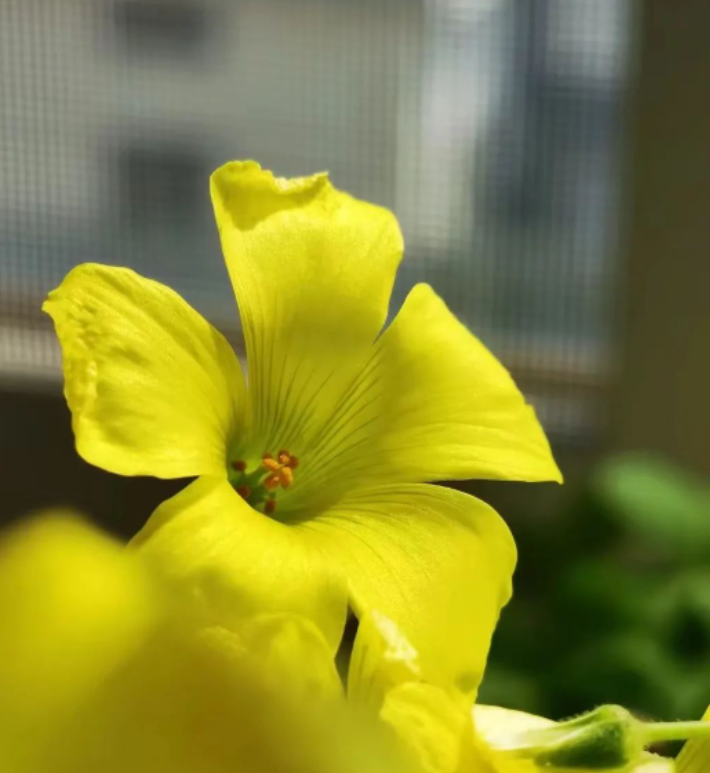 我养的花：黄麻子酢浆草——芳菲四月，你的凋零是春天的开始