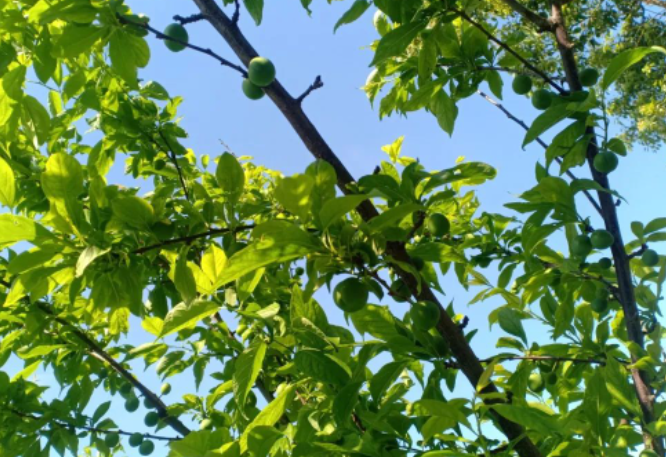 素面相对的图片 素面相对