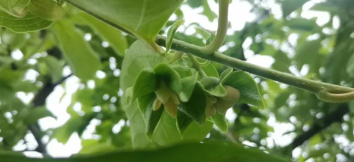 花落春仍在的图片 花落春仍在