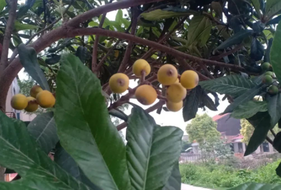 立夏,春去也的图片 立夏,春去也