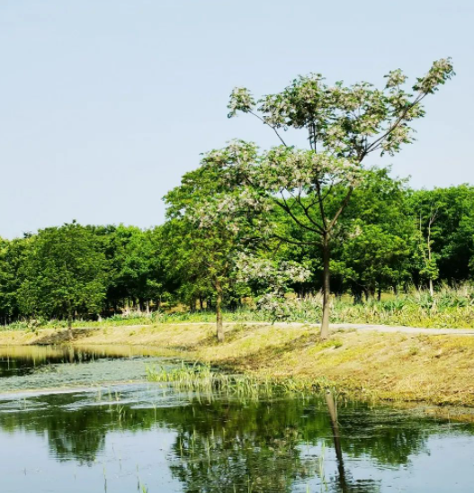 立夏-——樟花香到桑葚甜的图片 立夏-——樟花香到桑葚甜