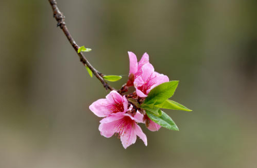 充满好运的桃花的图片 充满好运的桃花