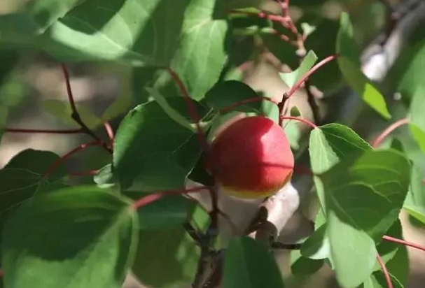 我在红梅杏开的地方等你的图片 我在红梅杏开的地方等你