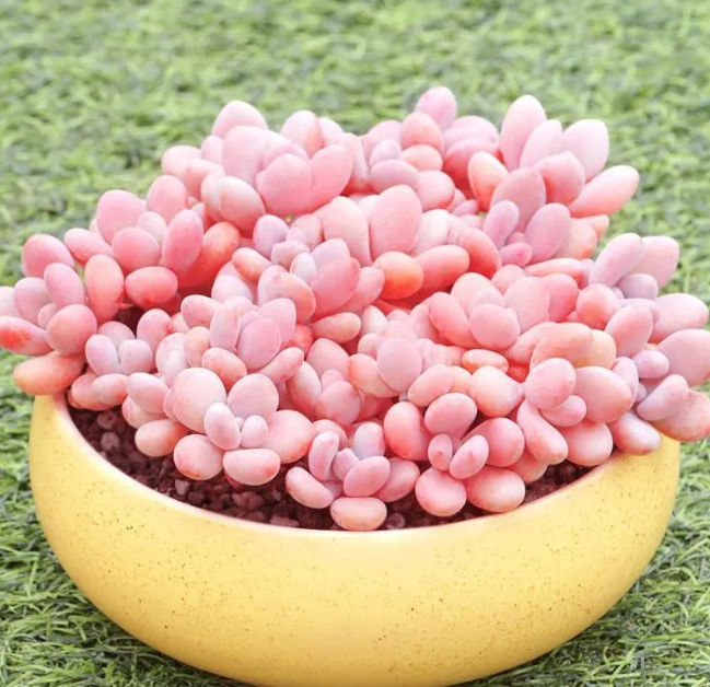 好想在江南拥有一个简单的庭院,庭院中广植花草,再专门开辟一角,养上一群多肉,中心区域,非桃蛋桃之卵莫属的图片 好想在江南拥有一个简单的庭院,庭院中广植花草,再专门开辟一角,养上一群多肉,中心区域,非桃蛋桃之卵莫属