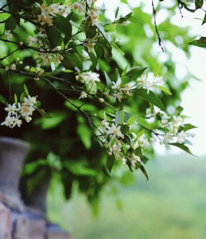 入静的图片 入静