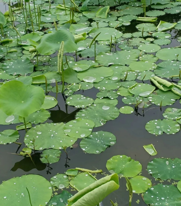 日月常新的图片 日月常新