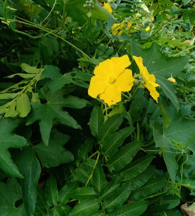 天地万籁，何其蓬勃