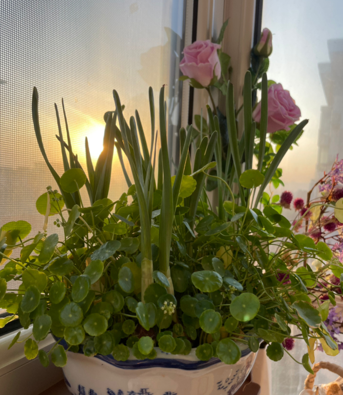 午后阳光的图片 午后阳光