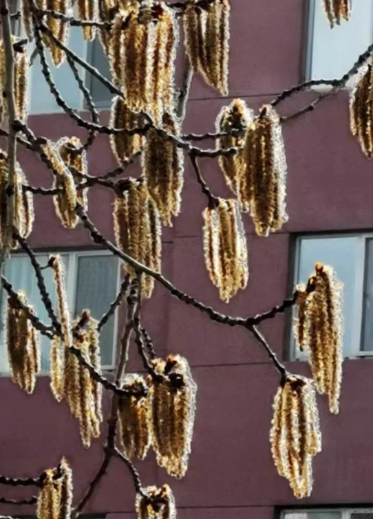 我要高声的赞美杨花!我要学习她的精神!的图片 我要高声的赞美杨花!我要学习她的精神!