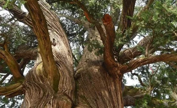 古镇,古树的图片 古镇,古树