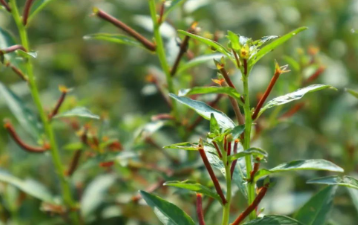 水丁香红了的图片 水丁香红了