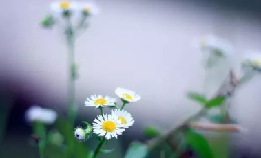 冷露无声湿桂花的图片 冷露无声湿桂花