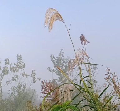 冷露无声湿桂花