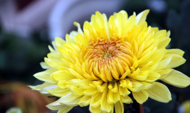 怀念我的父亲母亲的图片 怀念我的父亲母亲