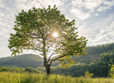 吃豆包蘸红糖的错位