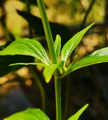 一丛白花败酱草的图片 一丛白花败酱草