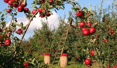 果园的乐趣的图片 果园的乐趣