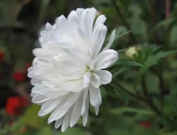 月光里的蒲公英的图片 月光里的蒲公英