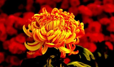 的图片 贝语芳言4—做手工