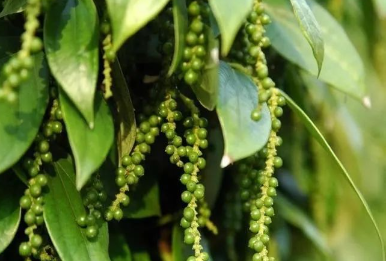 胡椒的图片 胡椒