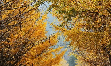 又到银杏最美时