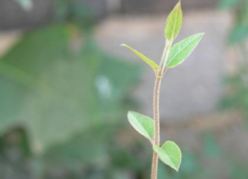 自己强大才是真本领的图片 自己强大才是真本领