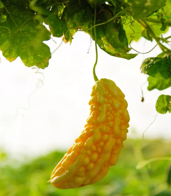 欢喜冤家之两个苦瓜