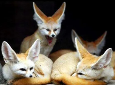 皮狐精之二——沂南话版本的《毛孩他娘》的图片 皮狐精之二——沂南话版本的《毛孩他娘》