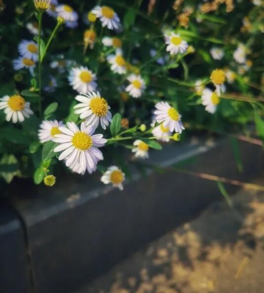 旧梦。裁缝。的图片 旧梦。裁缝。