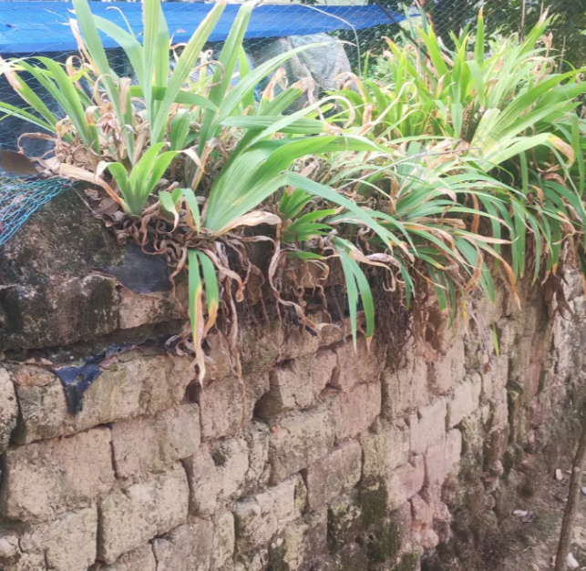 土瓦匠,土砖,土墙,茅草屋的图片 土瓦匠,土砖,土墙,茅草屋