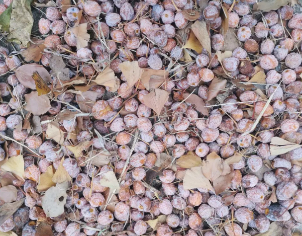 江南银杏果实香的图片 江南银杏果实香