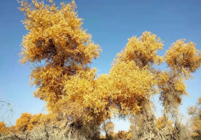 进入秘境公里,开上一百公里,全是胡杨林,看到睡着,醒来还是胡杨林的图片 进入秘境公里,开上一百公里,全是胡杨林,看到睡着,醒来还是胡杨林