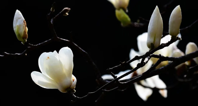 寻春倦逢玉兰香