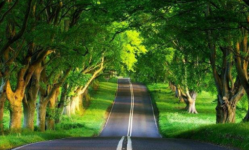 的图片 花椒是日常家用的调味品,更是一味中药。