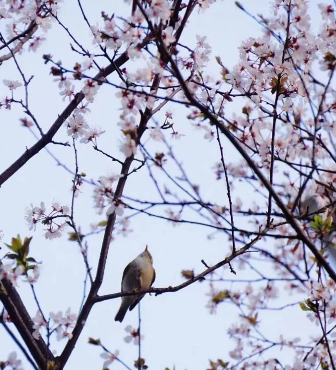 花间禅语的图片 花间禅语