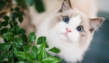 猫事几则的图片 猫事几则