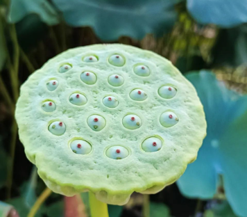 别有一番滋味上心头的图片 别有一番滋味上心头