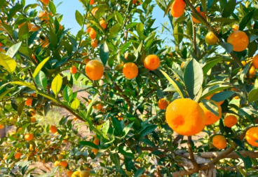 愉快的晚餐的图片 愉快的晚餐