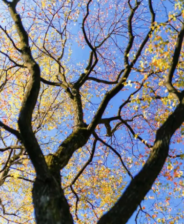 乾坤未定,你我皆是黑马的图片 乾坤未定,你我皆是黑马