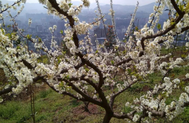 桃不说李也未曾言 吾自芬芳人间的图片 桃不说李也未曾言 吾自芬芳人间